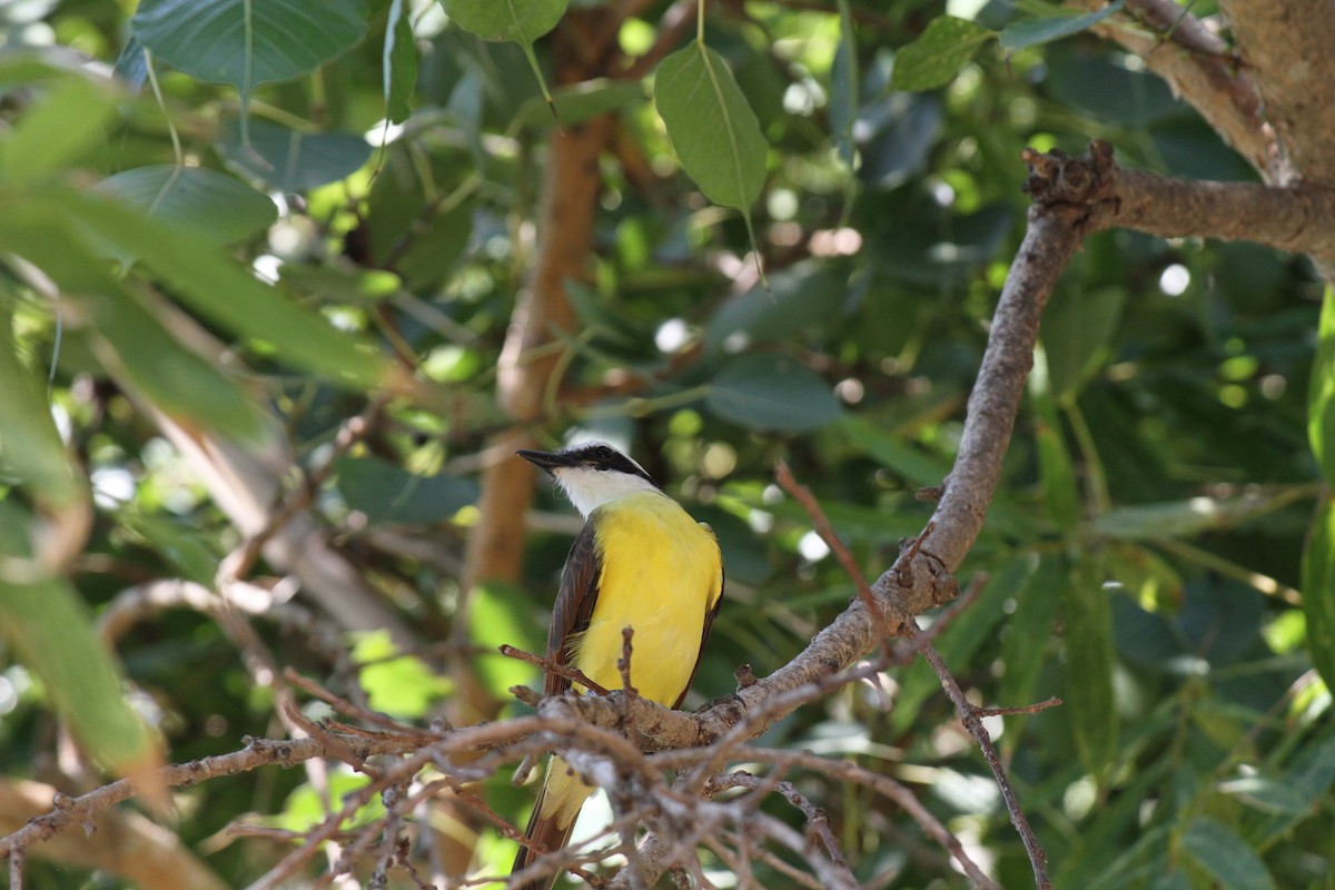 Great Kiskadee - Stephen B. Brown