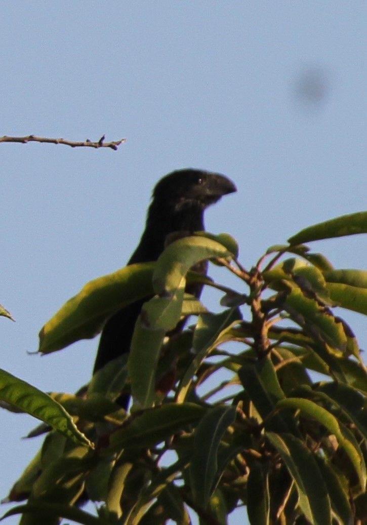 Groove-billed Ani - Stephen B. Brown