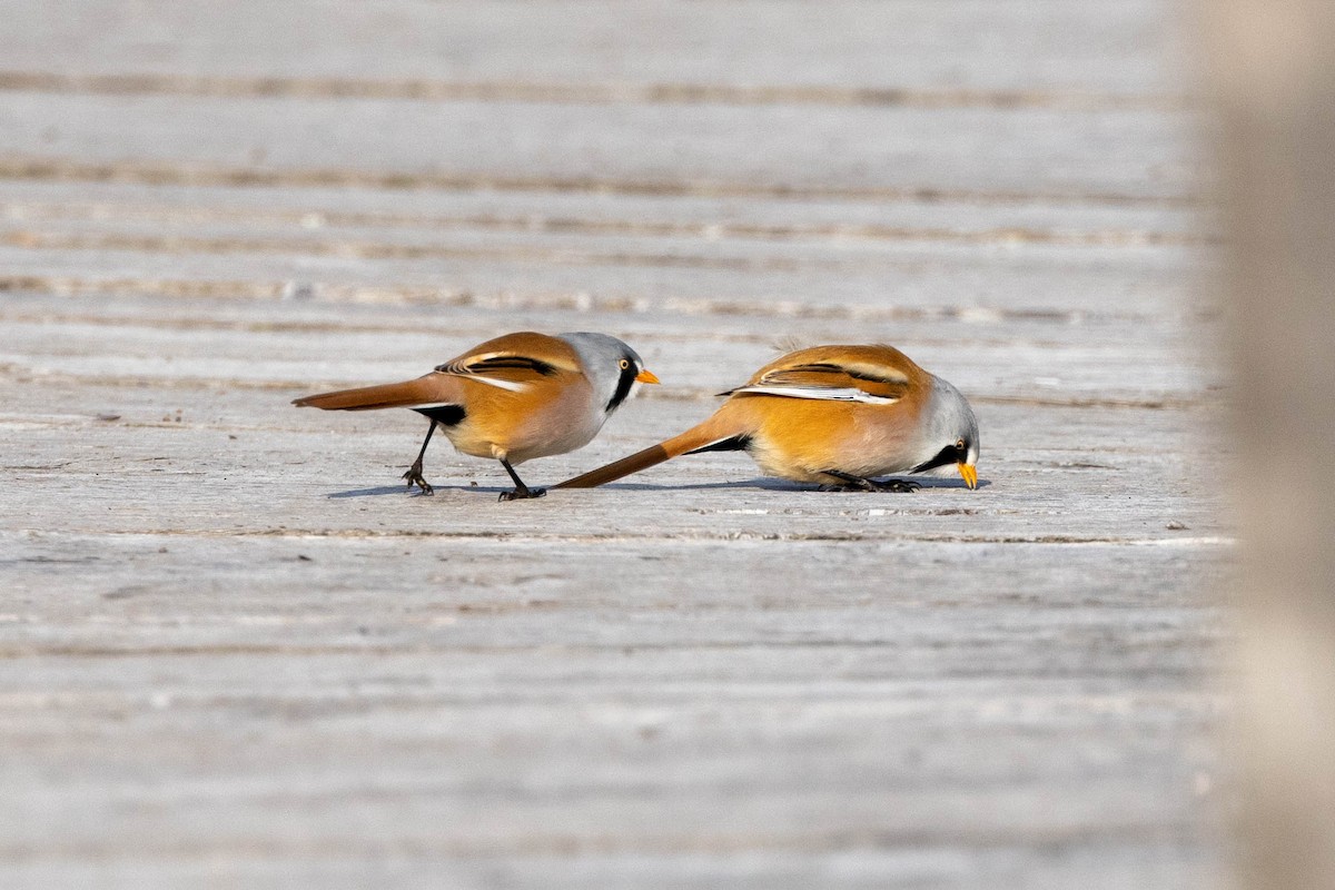 Bearded Reedling - ML611671993