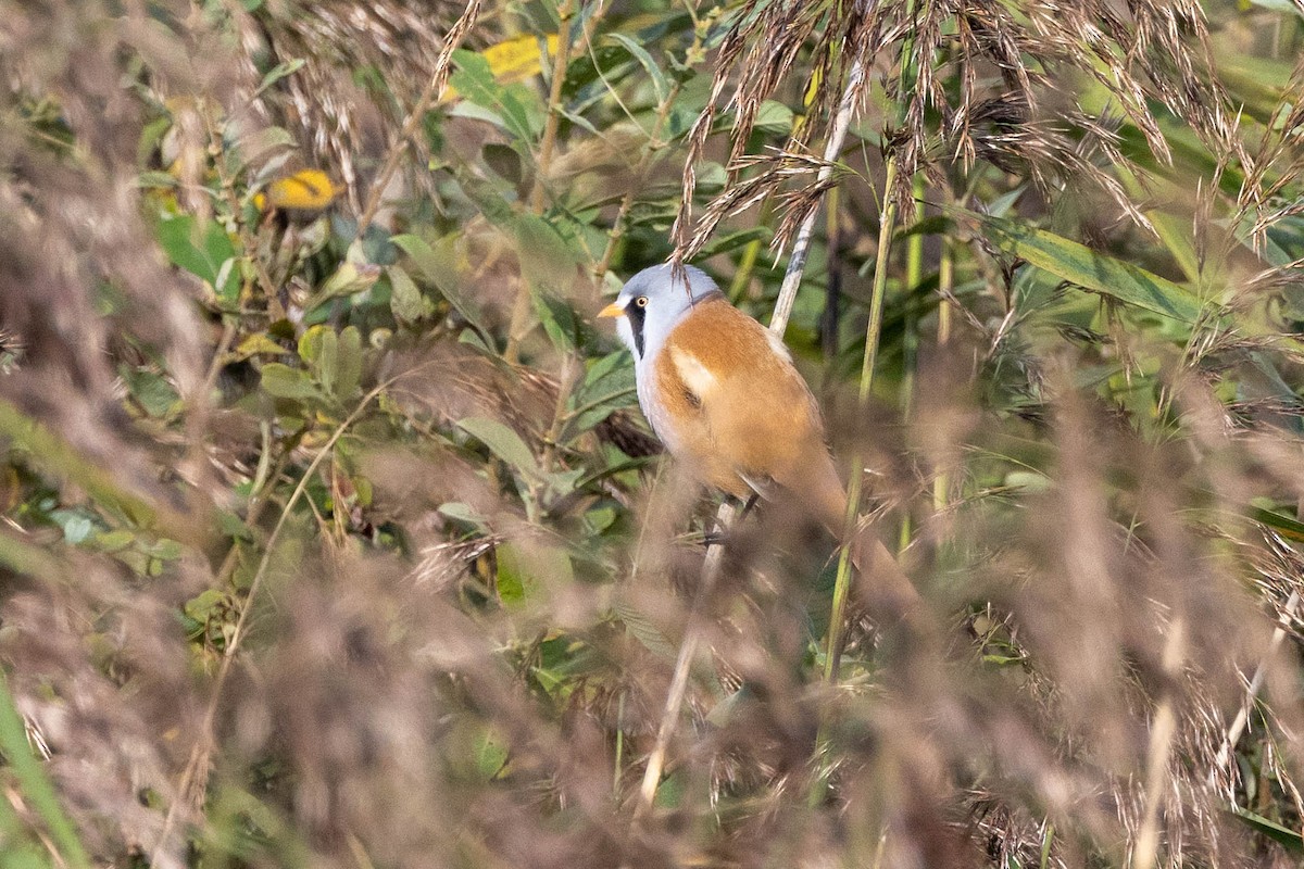 Bearded Reedling - ML611672006