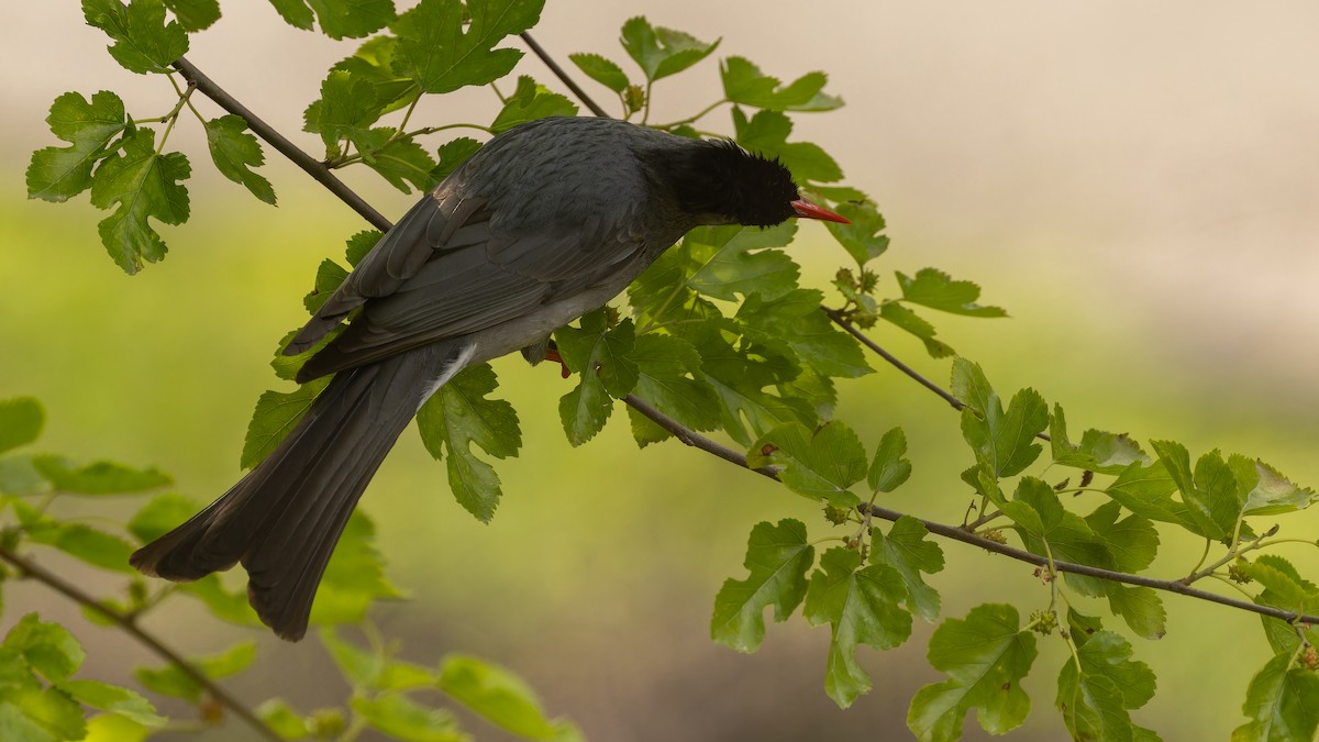 Black Bulbul - ML611672084