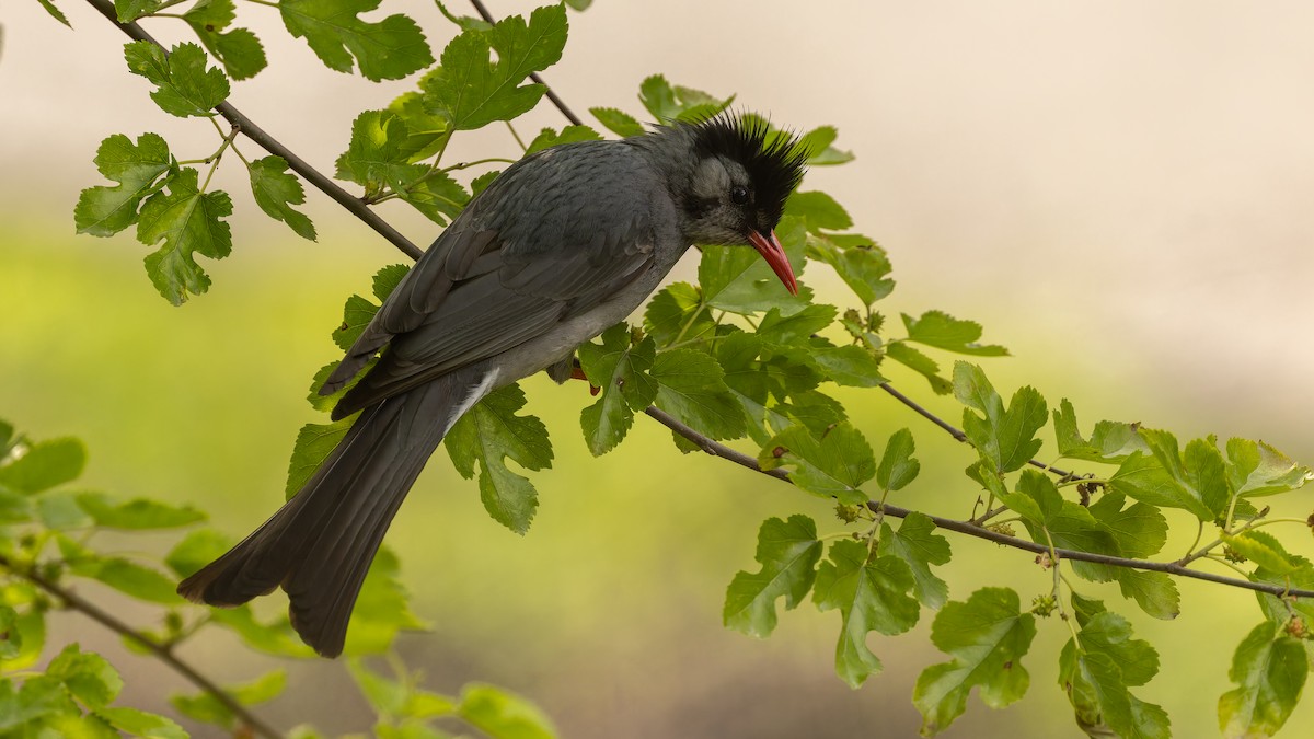 Black Bulbul - ML611672086