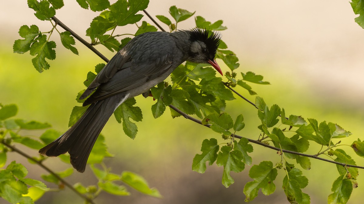 Black Bulbul - ML611672087