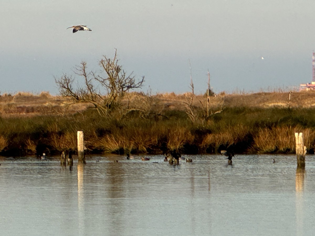 Eurasian Curlew - ML611672093