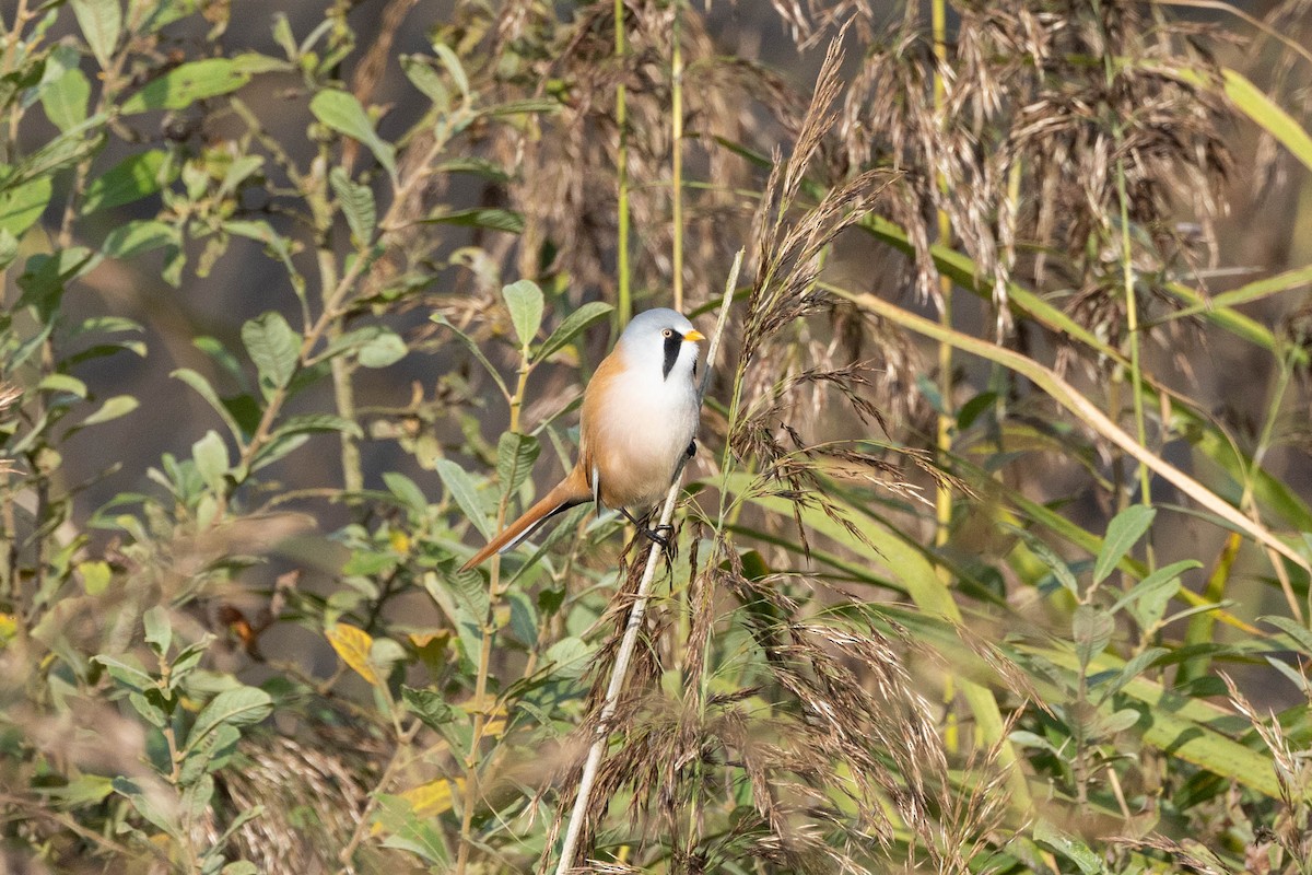 Bearded Reedling - ML611672104