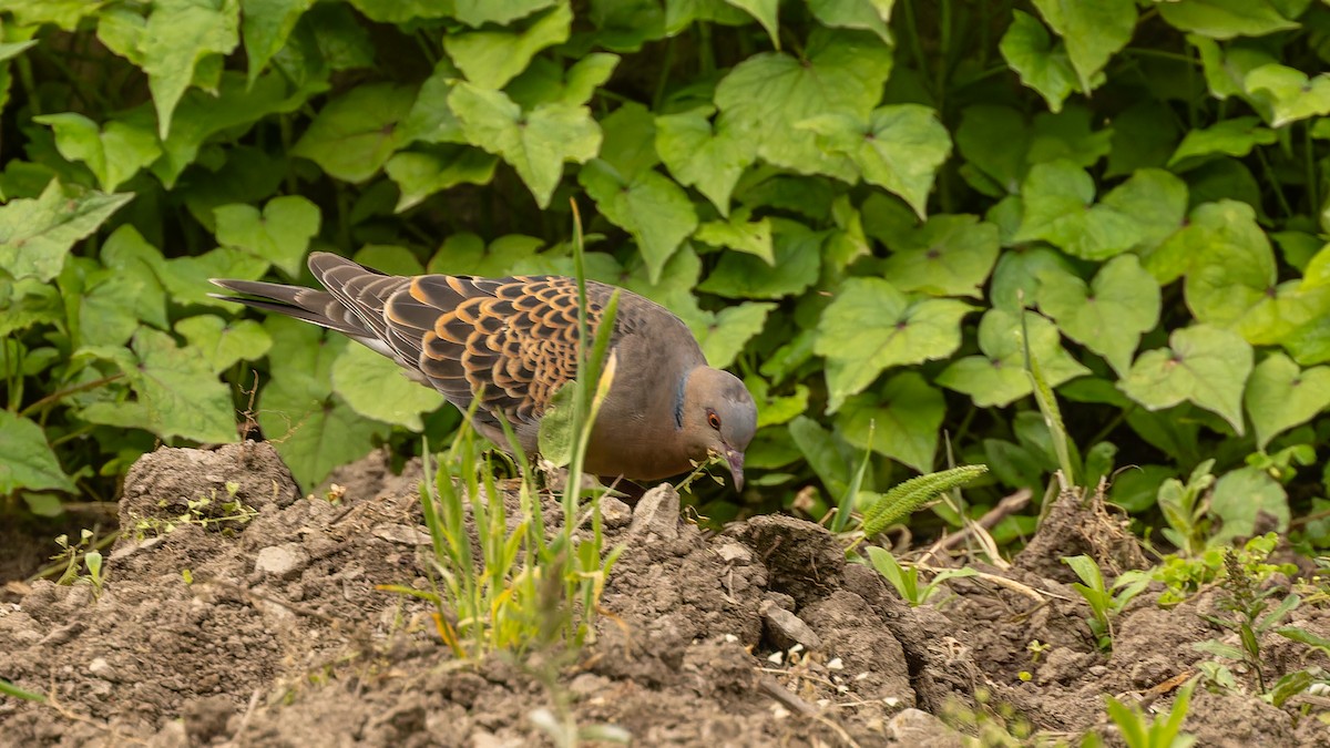 Oriental Turtle-Dove - ML611672117