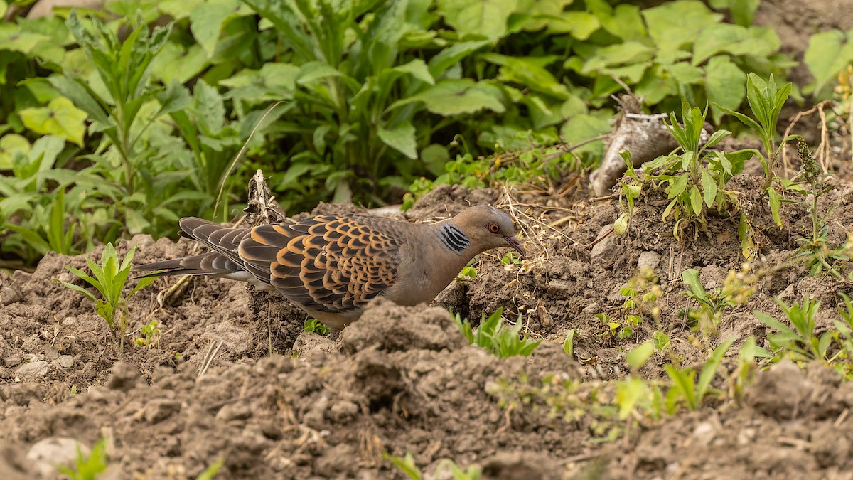Oriental Turtle-Dove - ML611672118