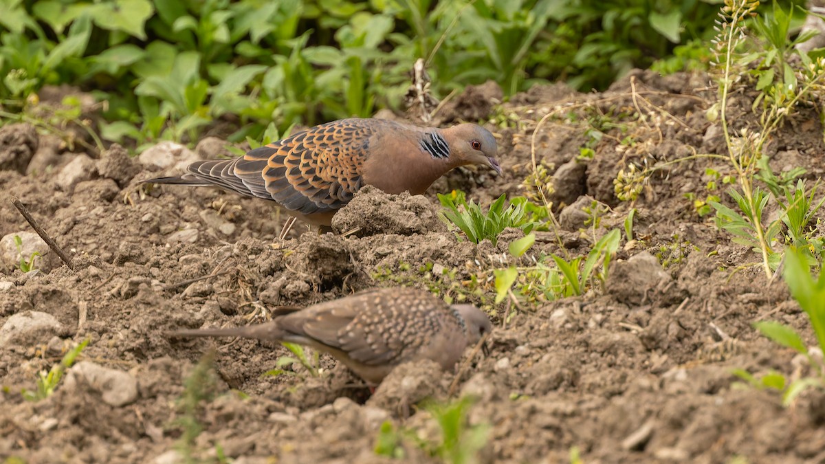 Oriental Turtle-Dove - ML611672119