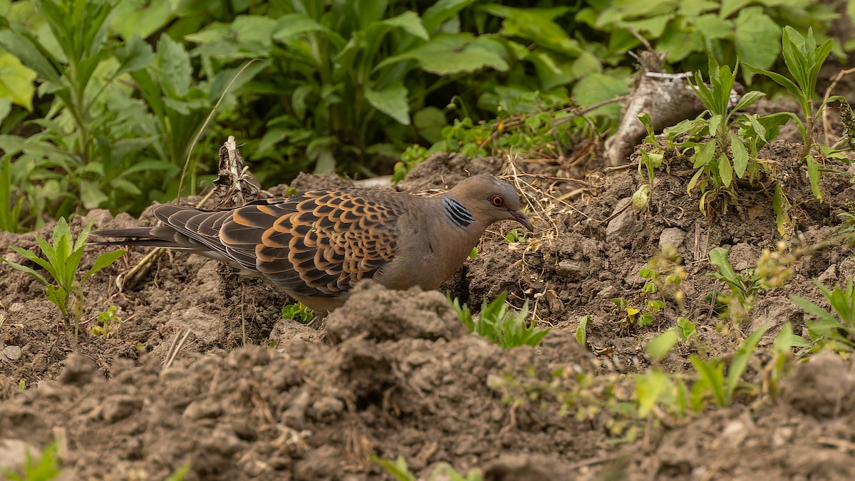 Oriental Turtle-Dove - ML611672120