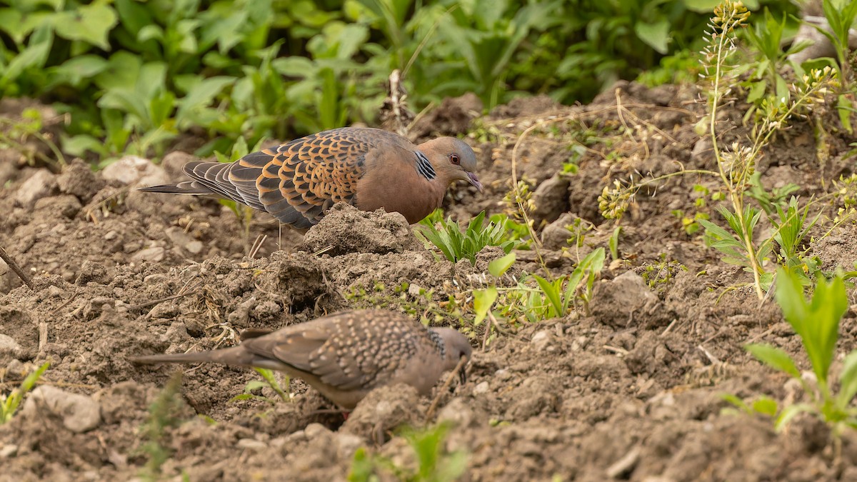 Oriental Turtle-Dove - ML611672121