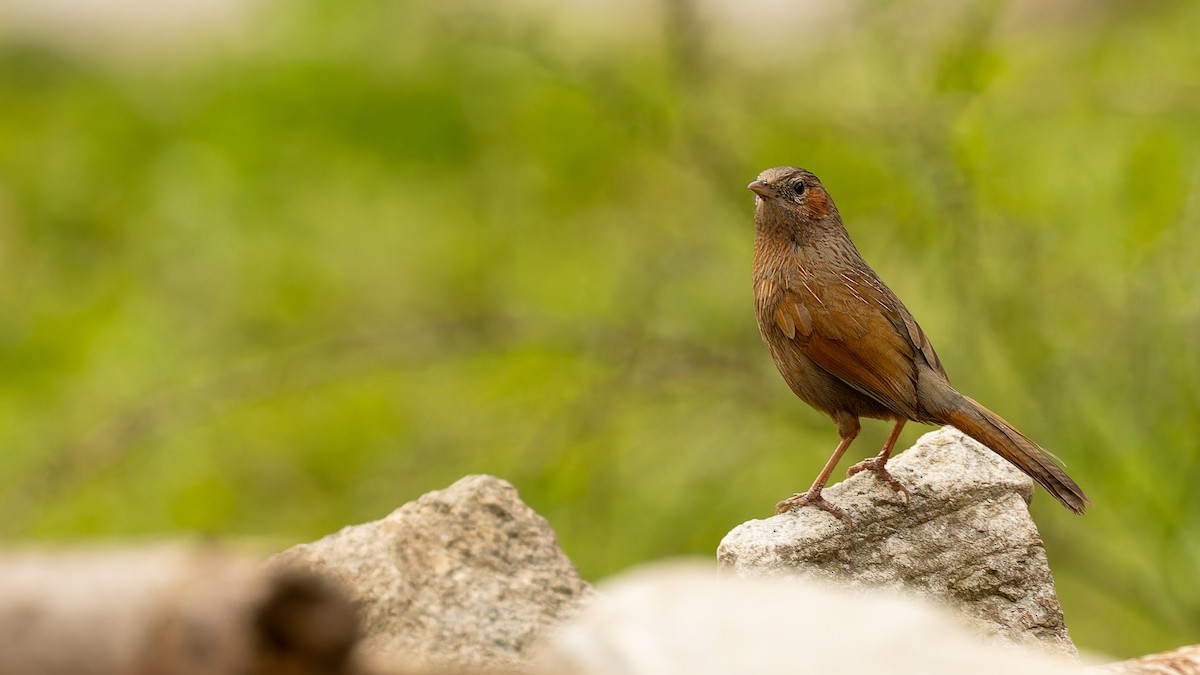Streaked Laughingthrush - ML611672134