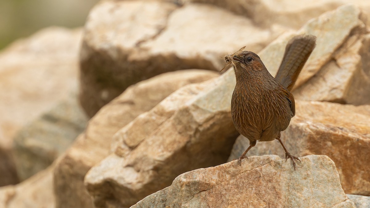 Streaked Laughingthrush - ML611672135