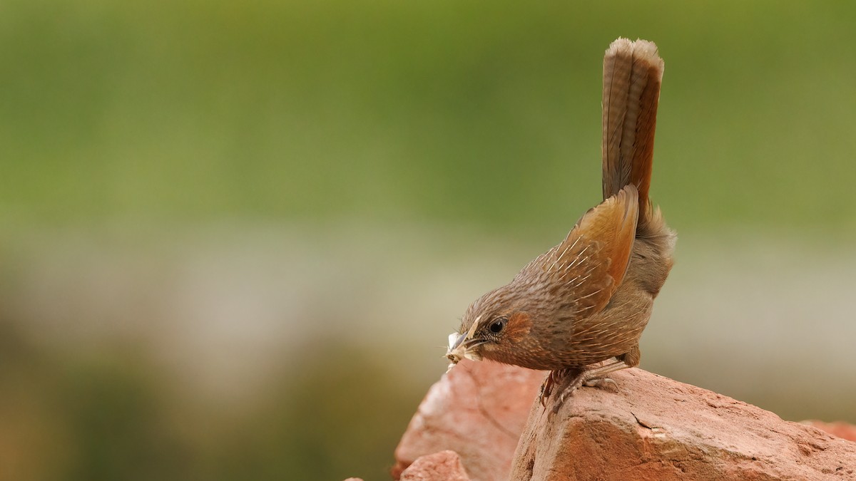 Streaked Laughingthrush - ML611672136