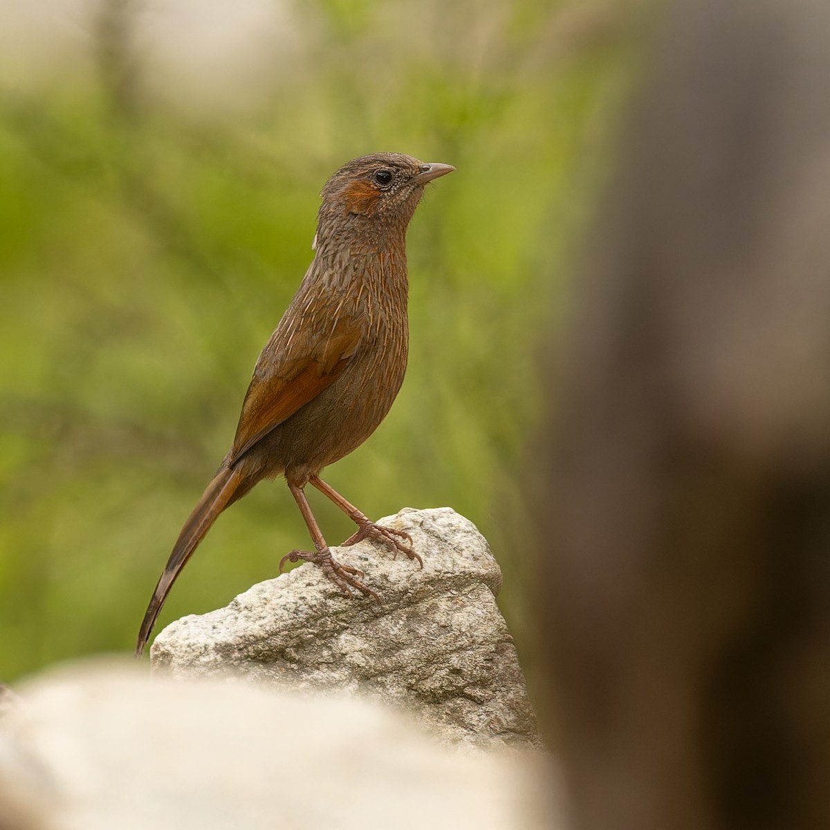 Streaked Laughingthrush - ML611672137