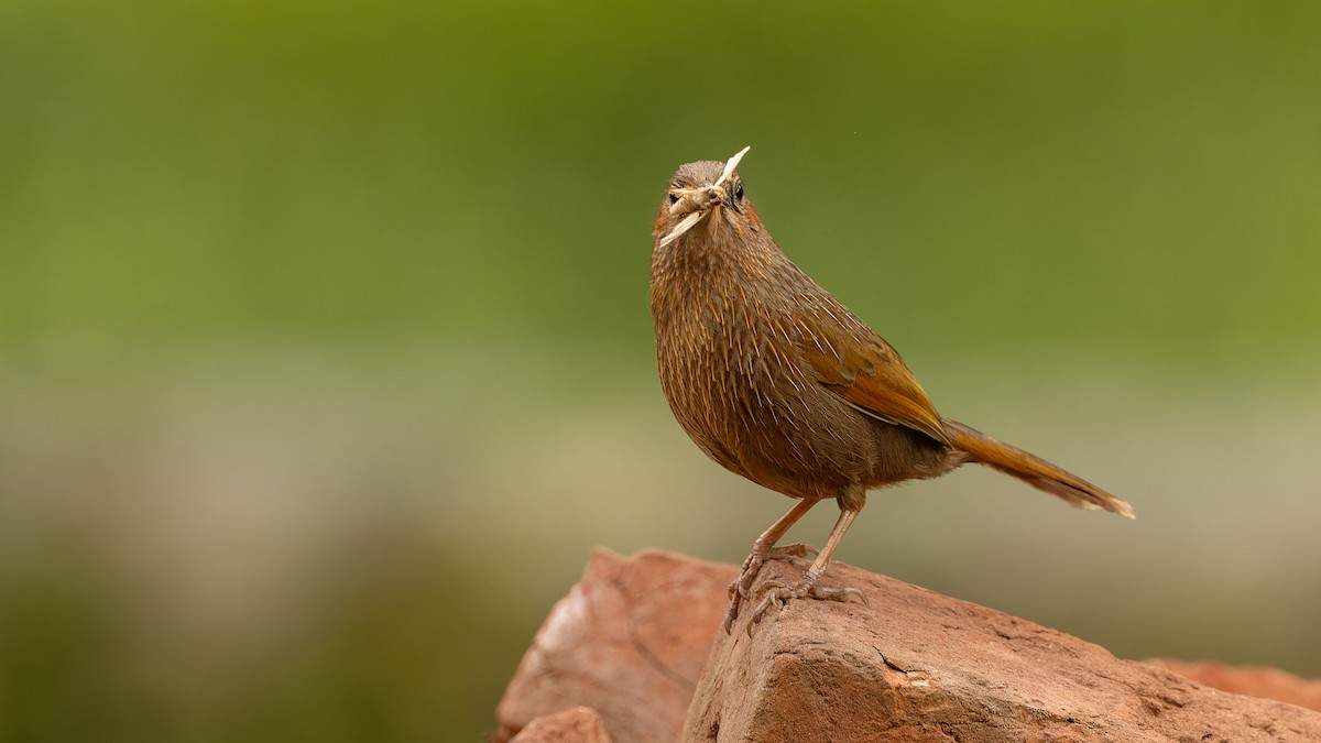 Streaked Laughingthrush - ML611672139