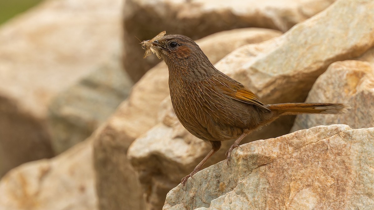 Streaked Laughingthrush - ML611672140