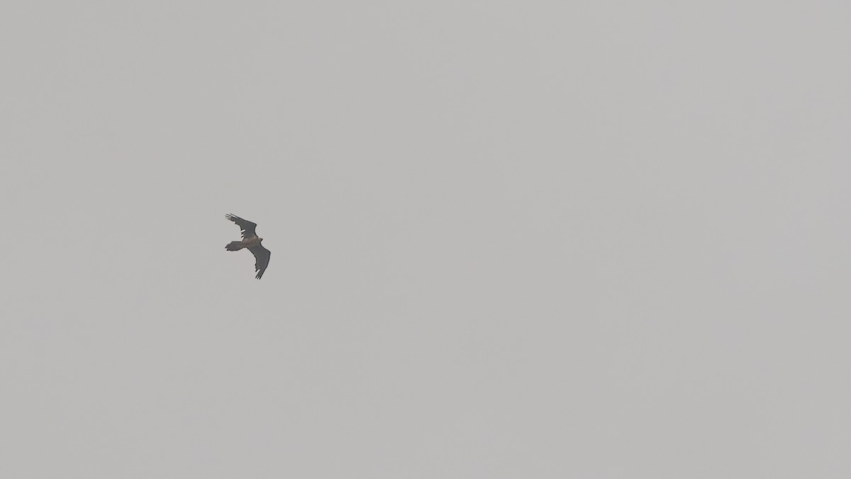 Bearded Vulture - ML611672147