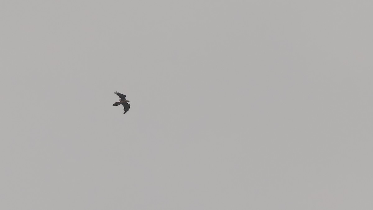 Bearded Vulture - ML611672149