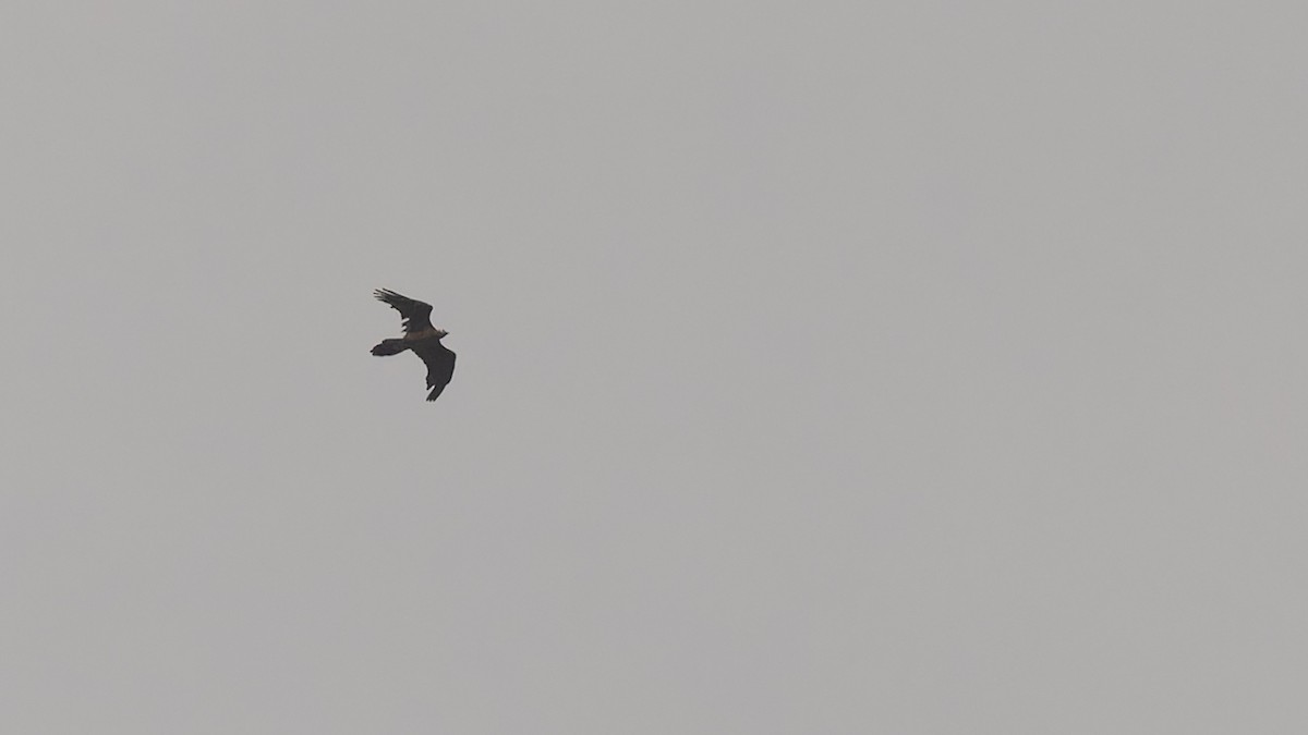 Bearded Vulture - ML611672150