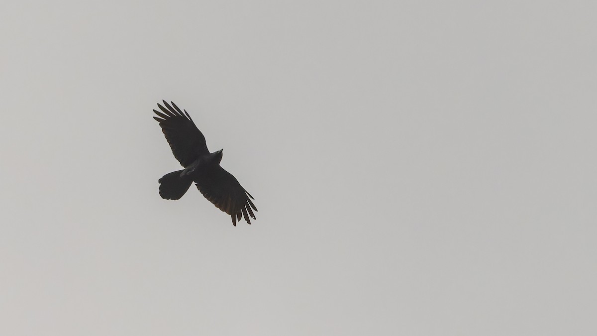 Large-billed Crow - ML611672182
