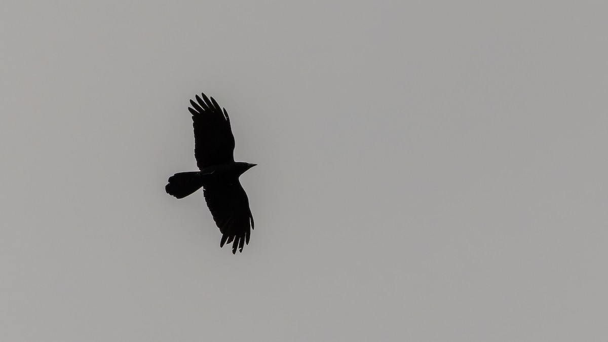 Large-billed Crow - ML611672183