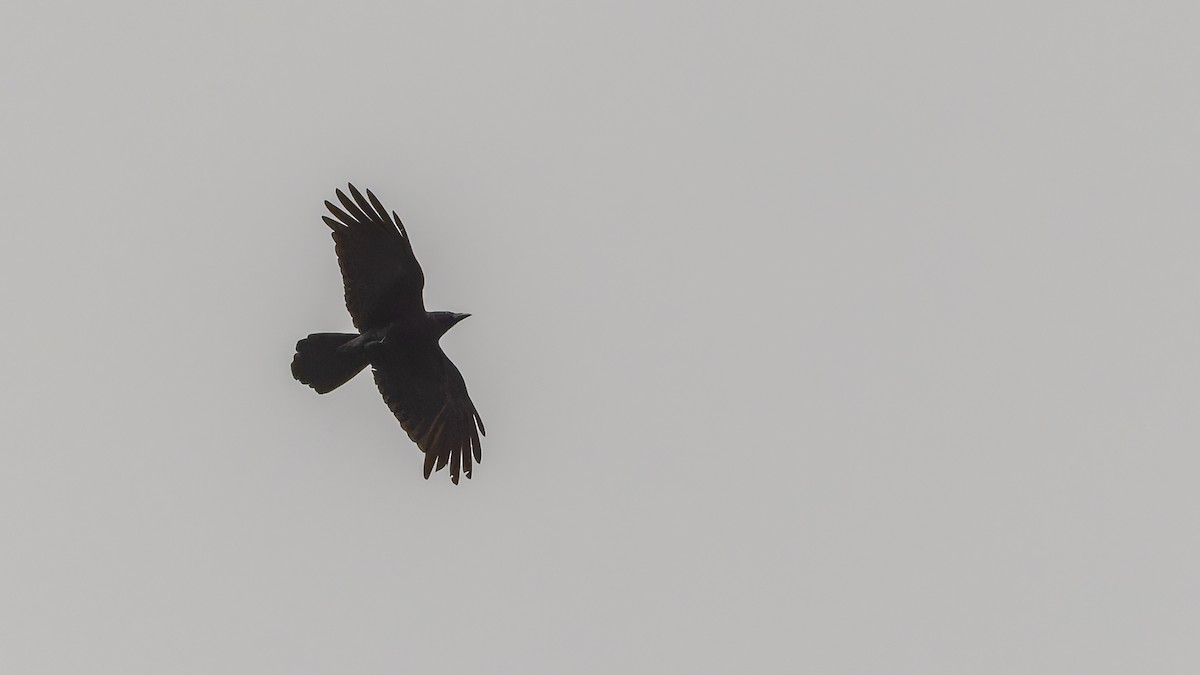 Large-billed Crow - ML611672184