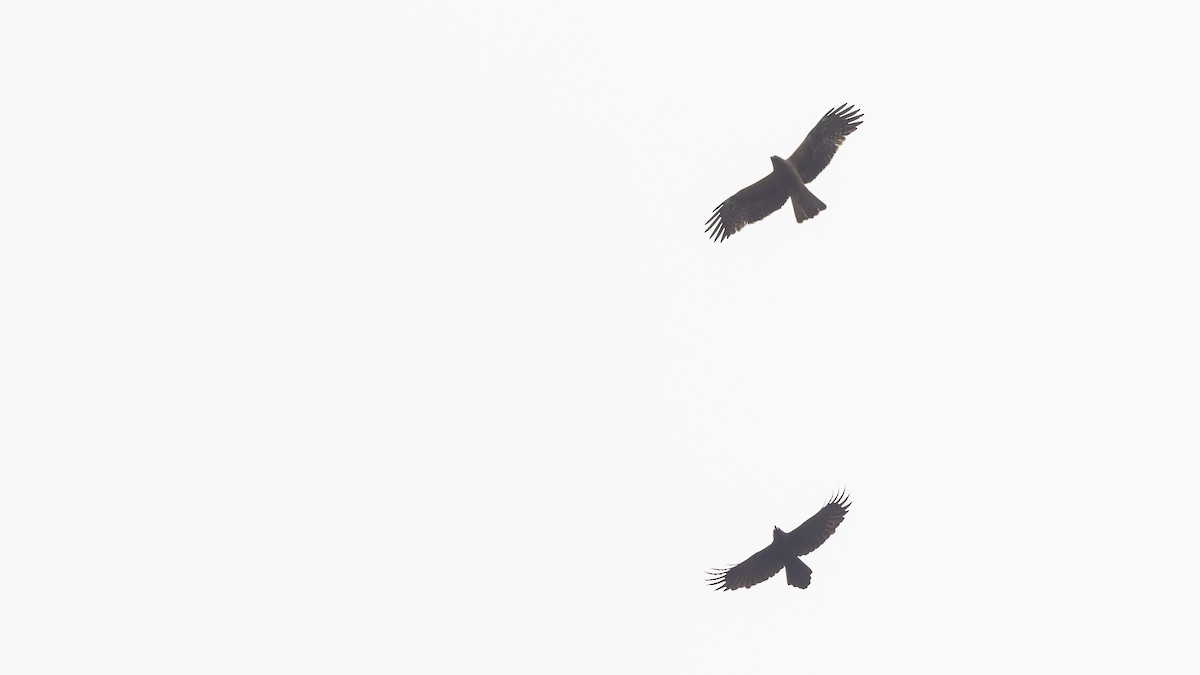Booted Eagle - ML611672223