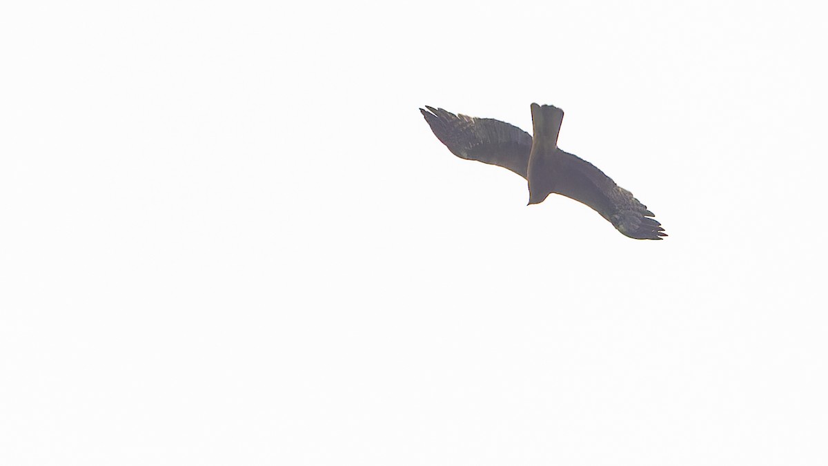 Booted Eagle - ML611672226
