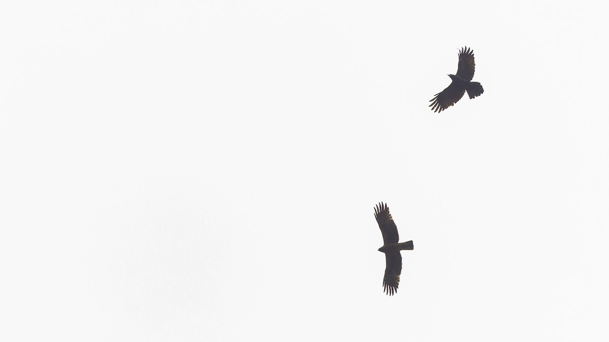Booted Eagle - ML611672228