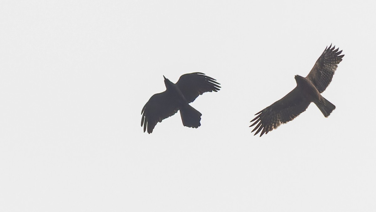 Booted Eagle - ML611672229