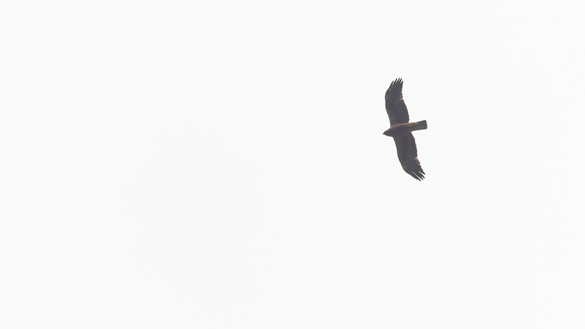 Booted Eagle - ML611672230