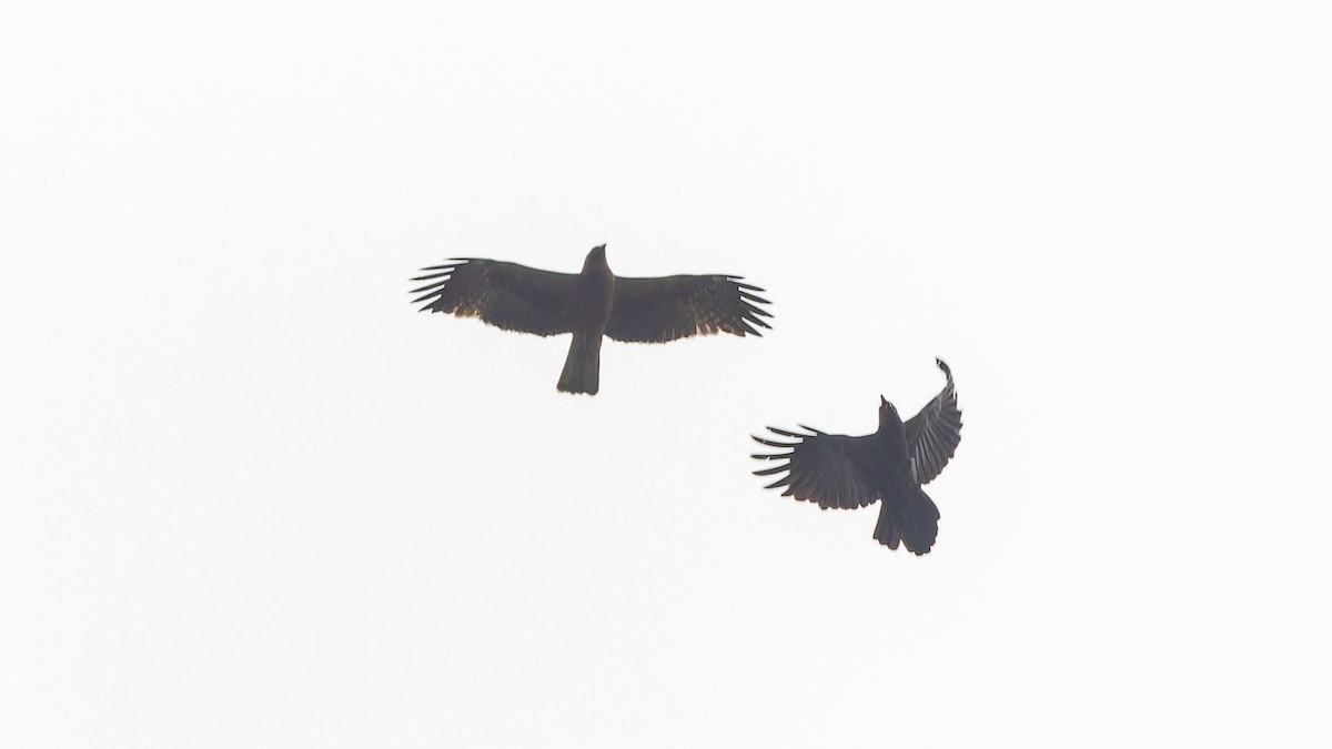Booted Eagle - ML611672231
