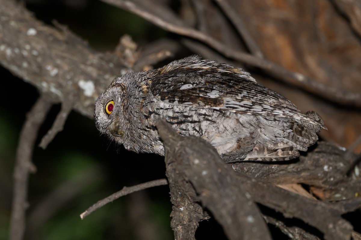 African Scops-Owl - Stephen Davies