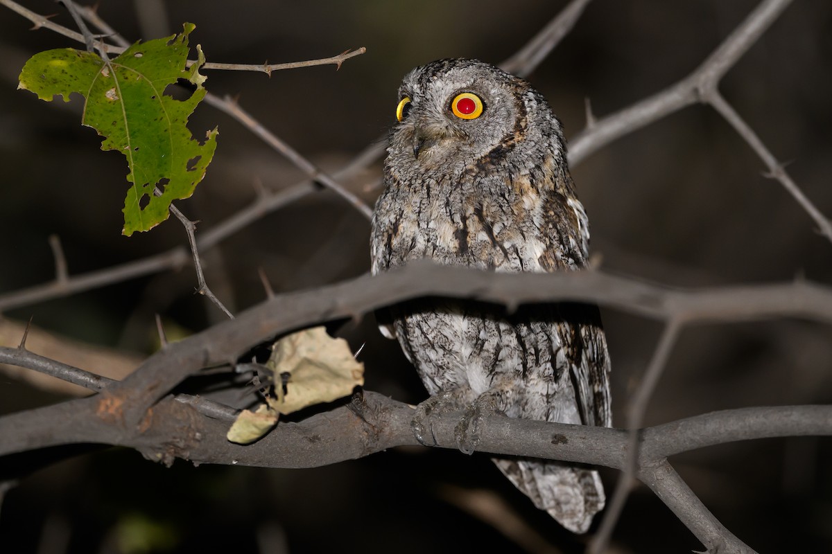 African Scops-Owl - Stephen Davies