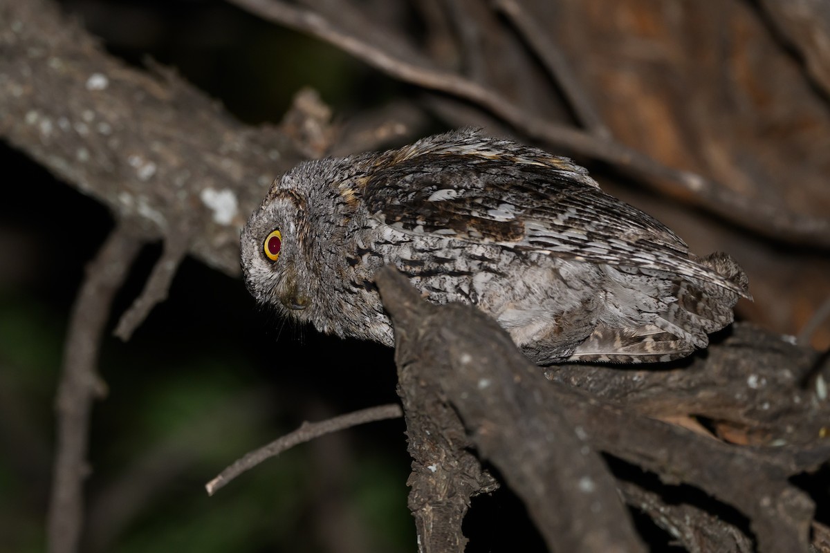 African Scops-Owl - Stephen Davies