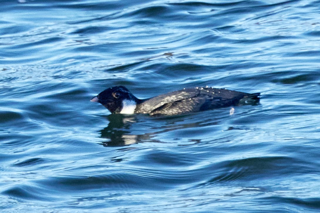 Ancient Murrelet - Pixie & Gary Lanham