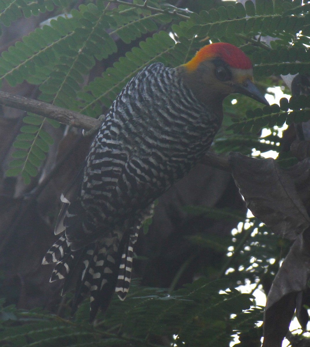 Golden-cheeked Woodpecker - Stephen B. Brown