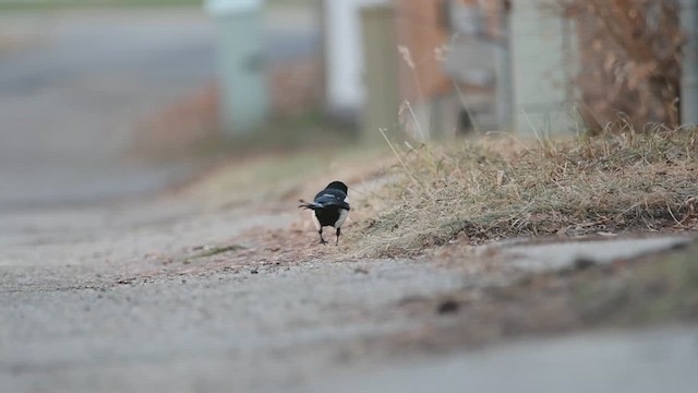 Black-billed Magpie - ML611672370