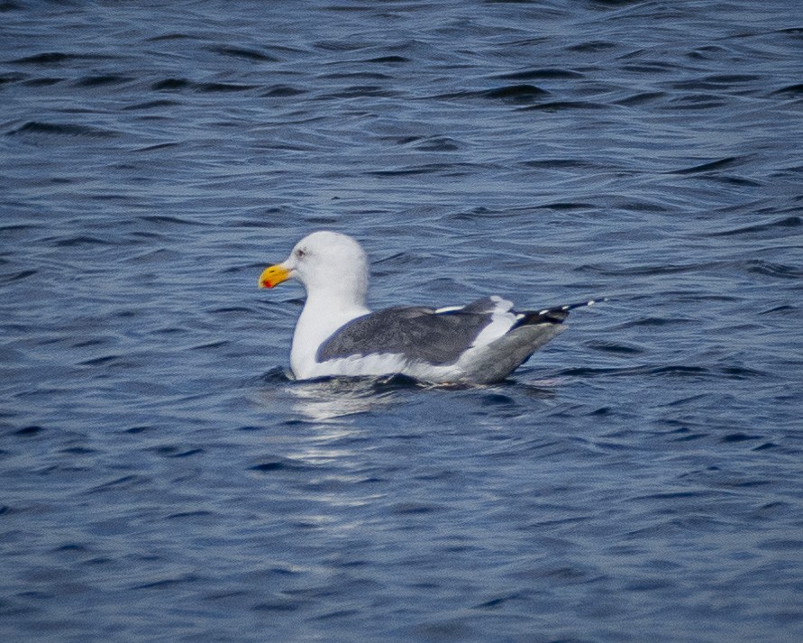 Western Gull - ML611672412