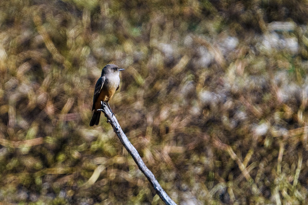 Say's Phoebe - ML611672480