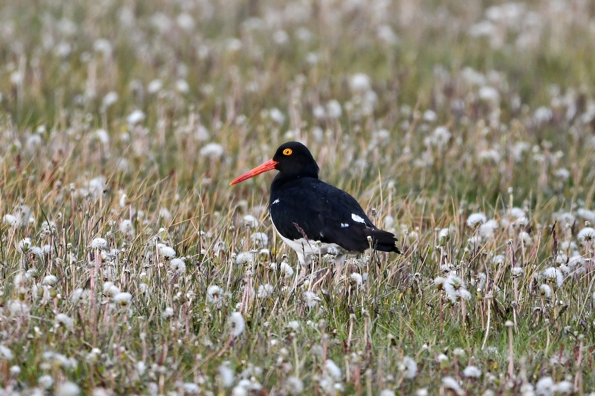 Magellanic Oystercatcher - Andrea Stiep