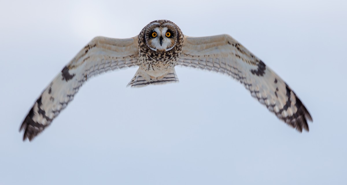 Short-eared Owl - ML611672613