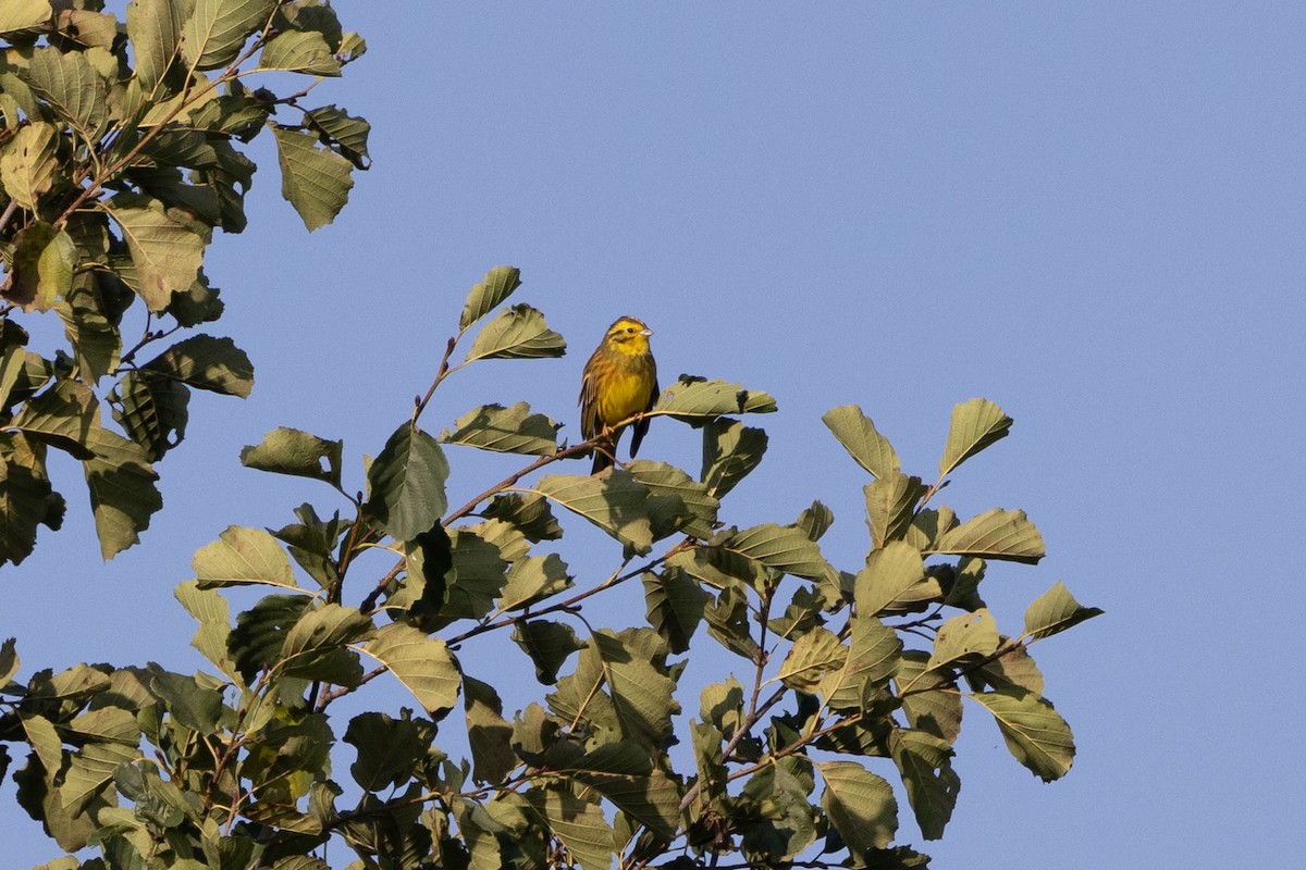 Yellowhammer - ML611672647