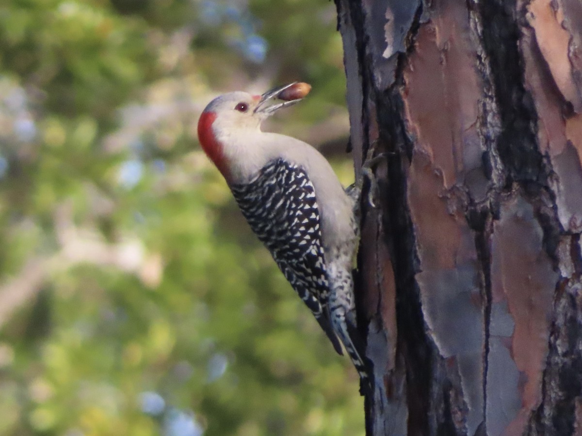 Red-bellied Woodpecker - Stephanie Parker