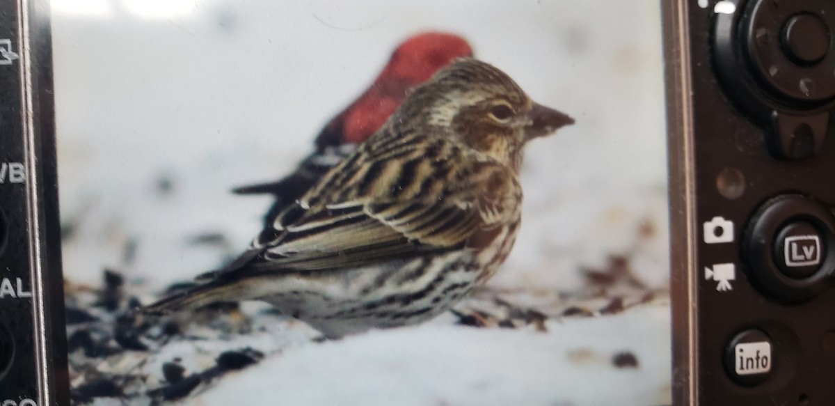 Cassin's Finch - ML611672763