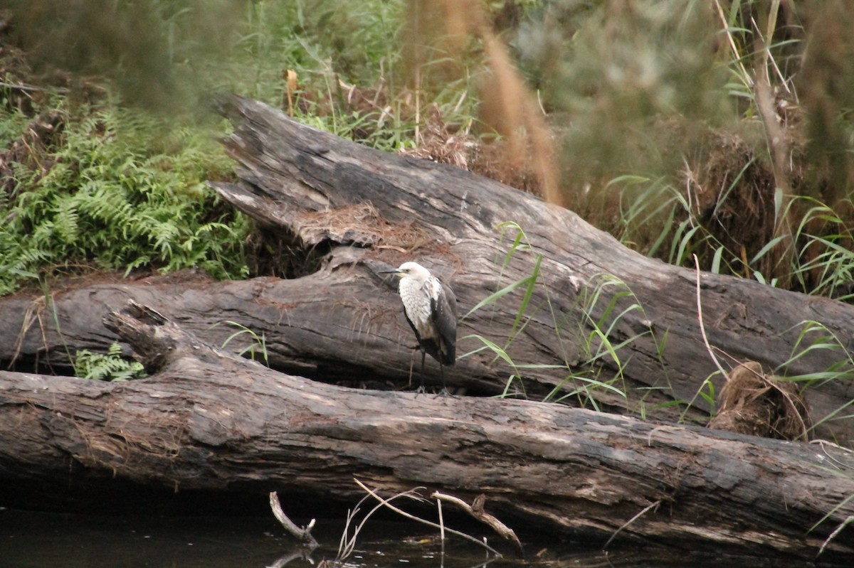 Pacific Heron - Hugues Debeyser