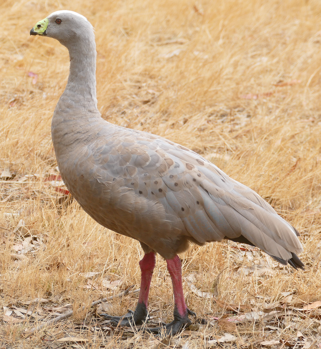 Cape Barren Goose - ML611672887