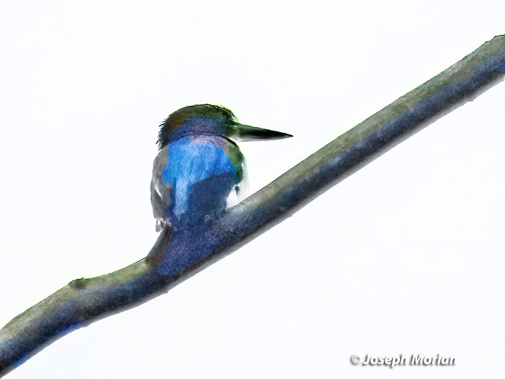 Blue-and-white Kingfisher - ML611672924