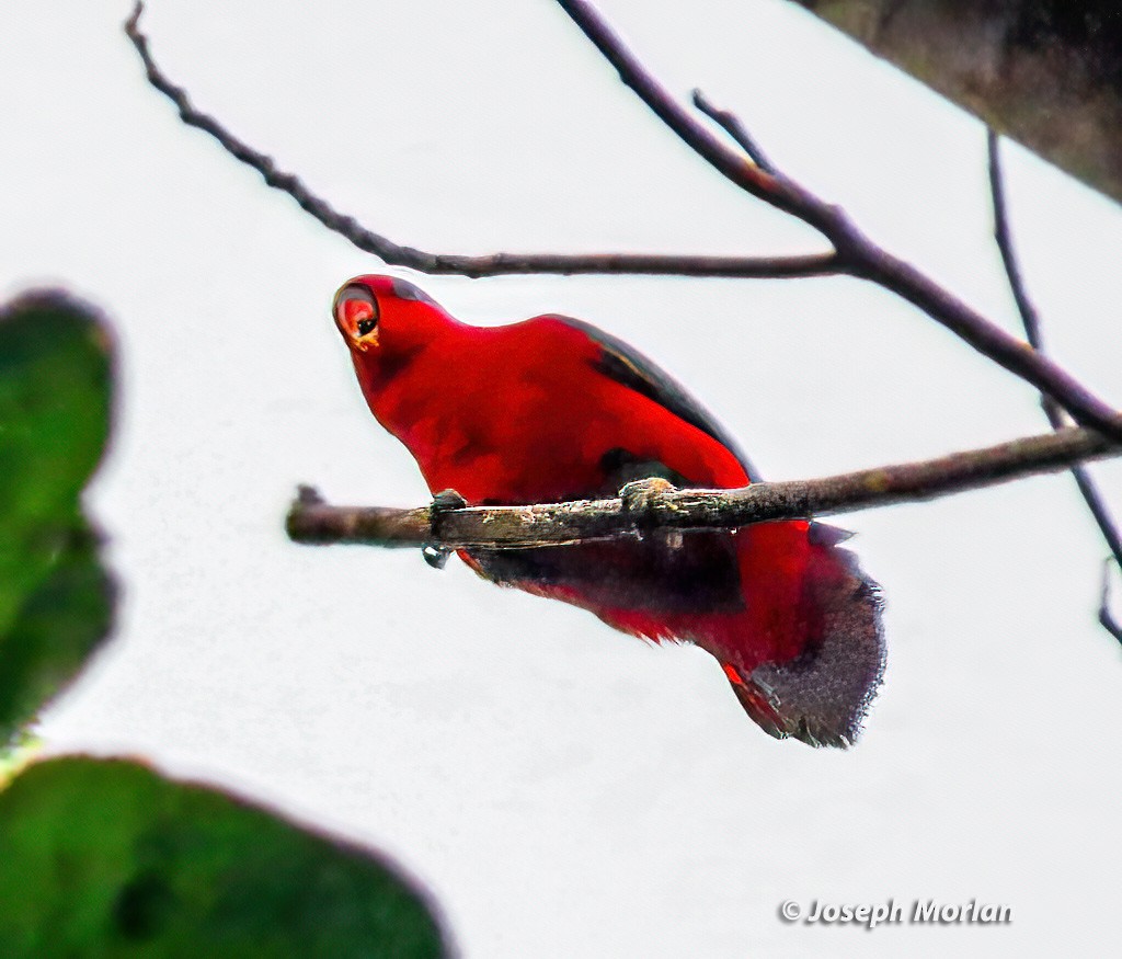 Chattering Lory - ML611672954