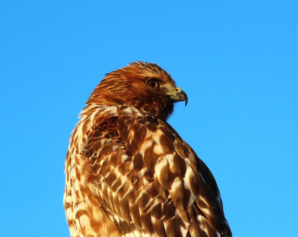 Red-shouldered Hawk - ML611673128